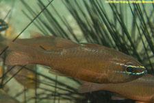cardinal fish